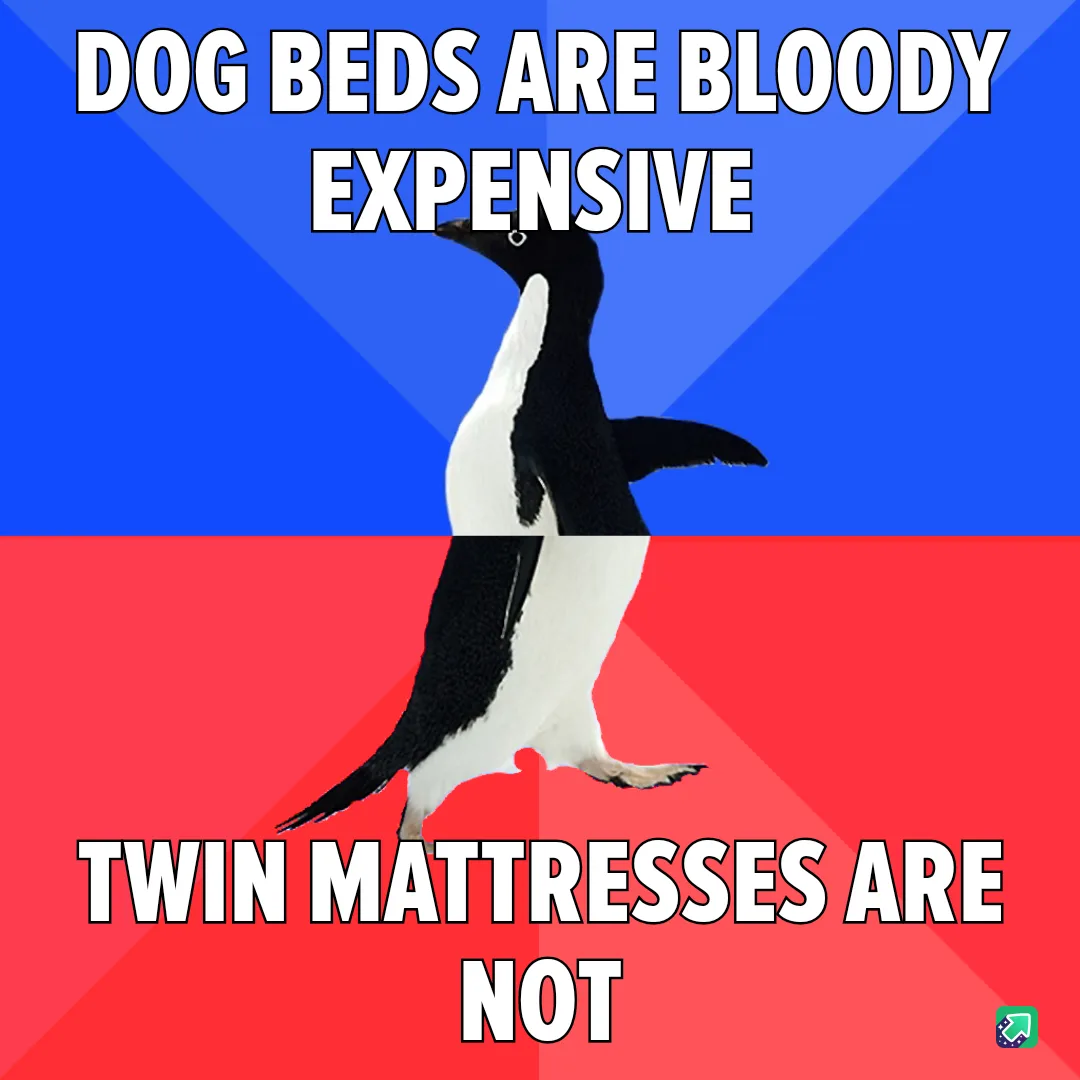 A penguin stands upright against a blue and red background, with bold white text at the top reading 'DOG BEDS ARE BLOODY…