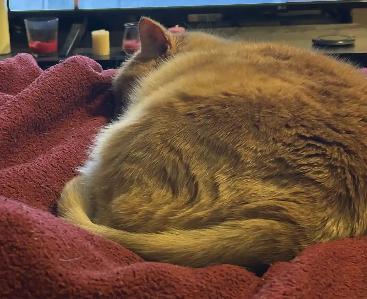A fluffy orange tabby cat is curled up tightly in a ball on a textured red blanket, appearing to be sleeping or resting…