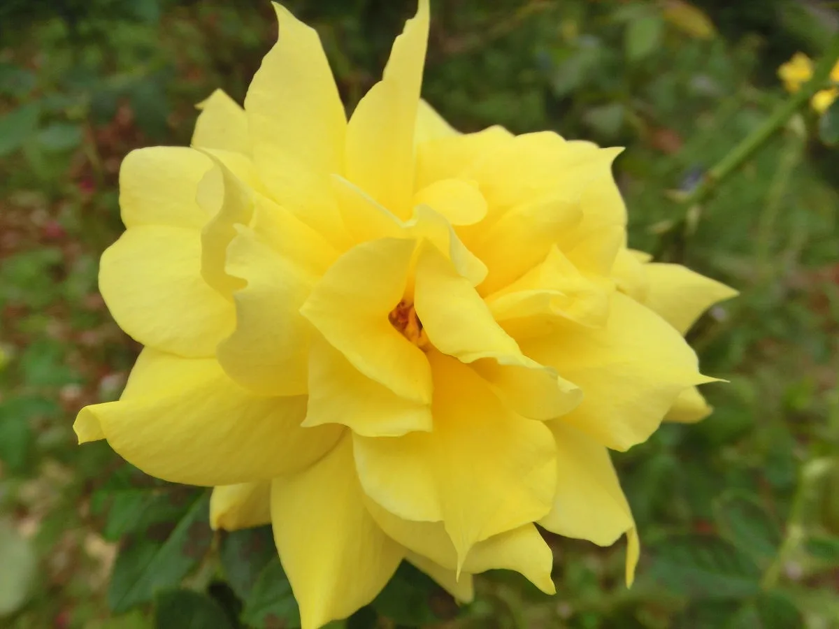A close-up photograph of a fully bloomed, bright yellow rose with layered petals against a blurred green foliage background…