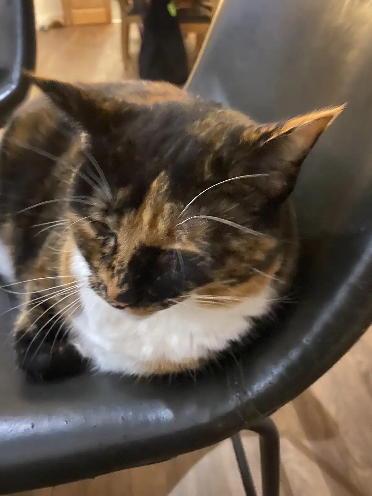 A calico cat with black, orange, and white fur is curled up and sleeping soundly on a black chair, its eyes closed and…