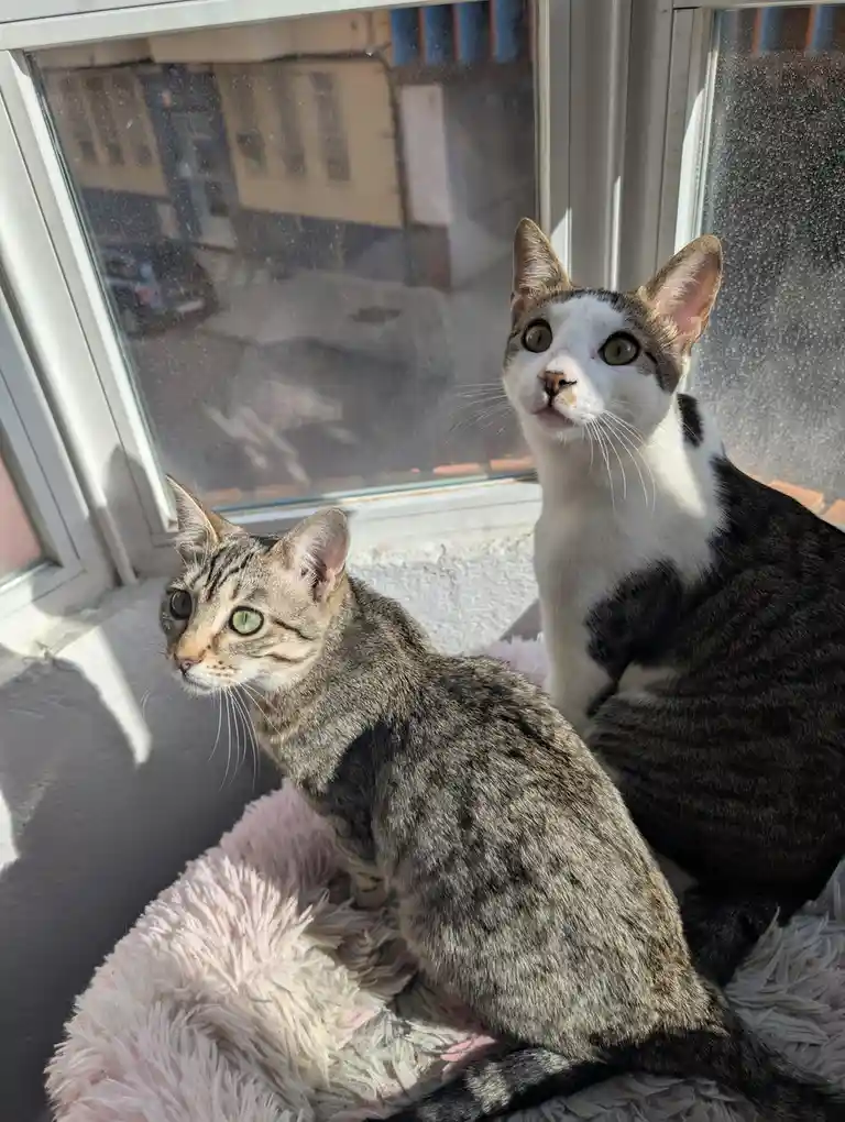 Two cats sit on a fluffy pink and white rug by a window; one tabby looks sideways while the other, a white-and-gray cat…
