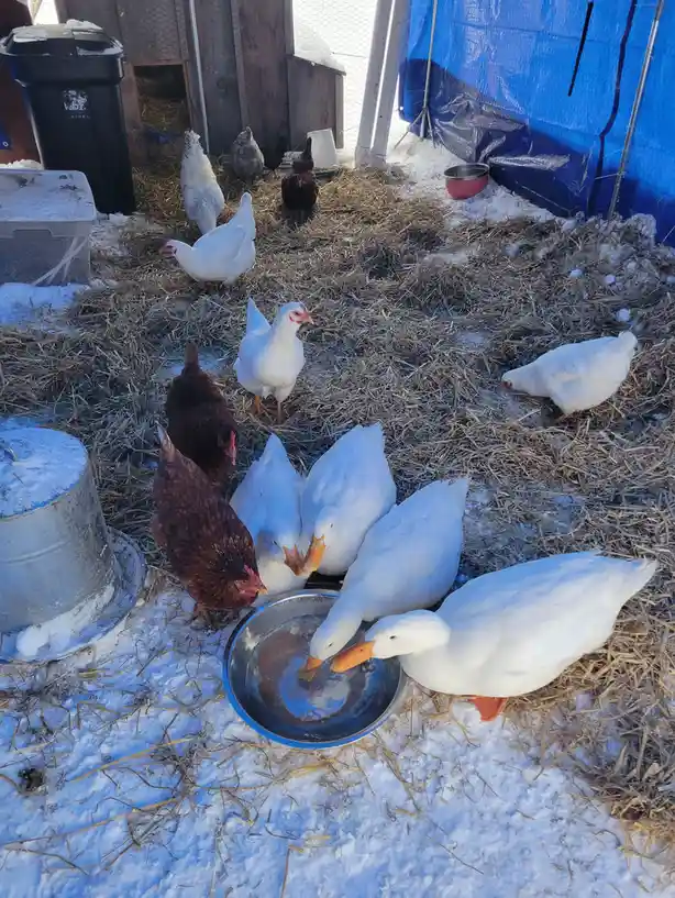 Setting up the ultimate winter coop for cozy vibes