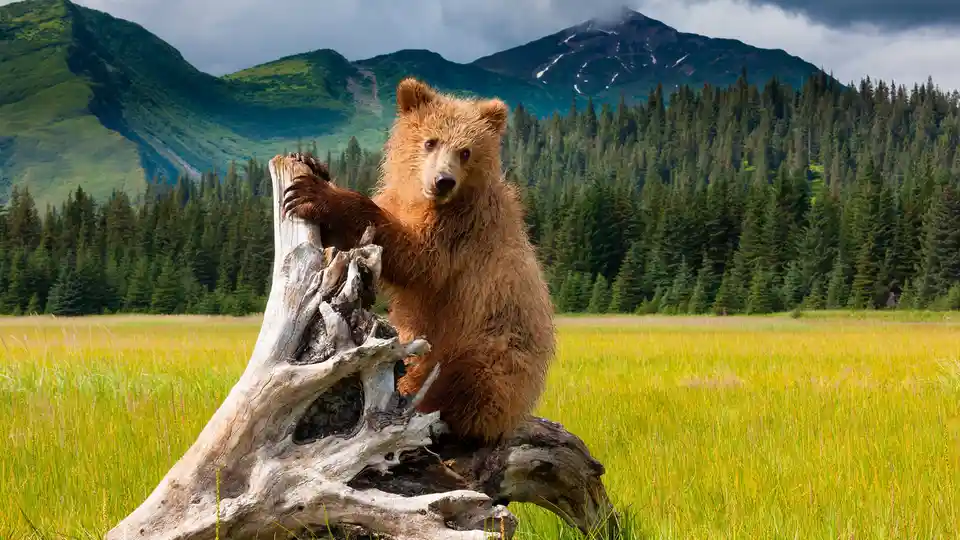 In Lake Clark National Park and Preserve, a growing brown bear cub feasts on sedge grasses, salmon, and shellfish amidst…