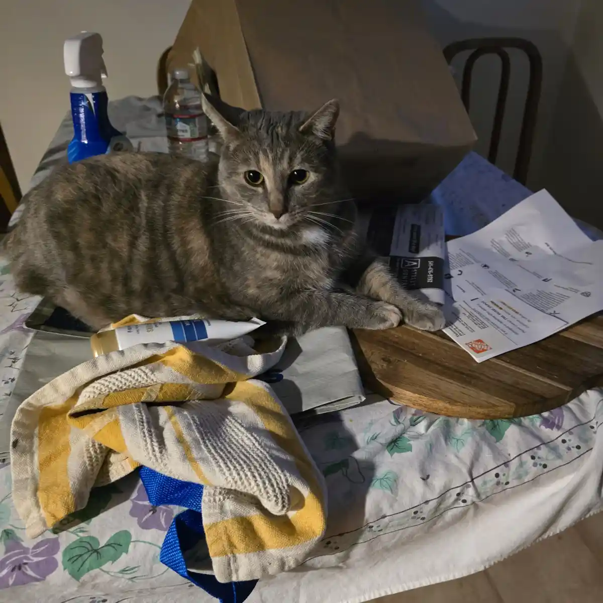 A gray tabby cat with yellow eyes sits calmly on a cluttered table covered with a floral tablecloth, surrounded by various…