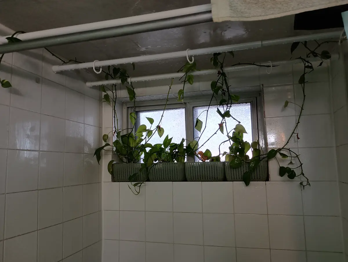My Shower Plants Survived a Week Without Water While I Was Away!
