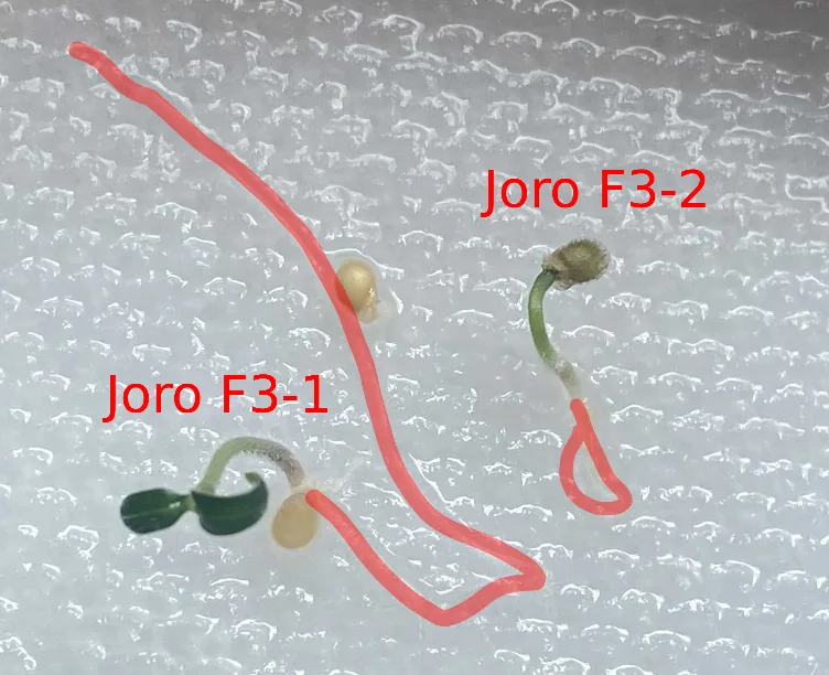Two tiny Joro spider egg sacs labeled 'Joro F3-1' and 'Joro F3-2' are shown on a textured white surface, with a red line…