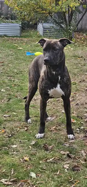 Meet Sweet Girl Violet, the Adorable Star of the Show!