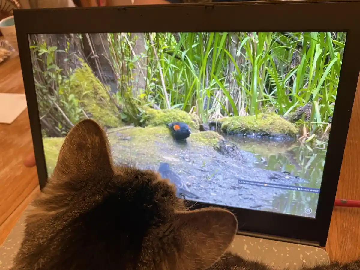 A brown cat is seen from behind, intently watching a laptop screen displaying a video of a black bird with red shoulder…