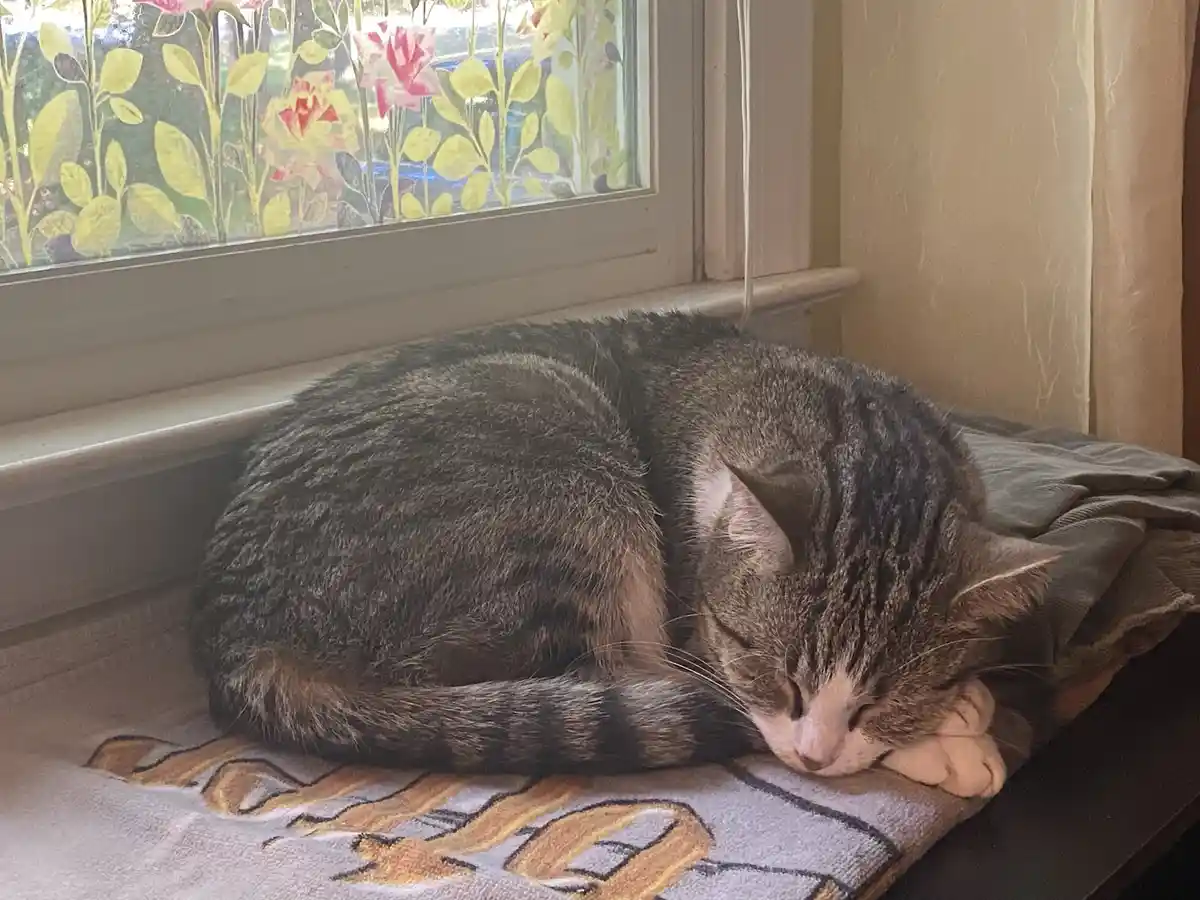 A gray tabby cat is curled up and sleeping soundly on a blanket placed on a windowsill, with its eyes closed and paws tucked…