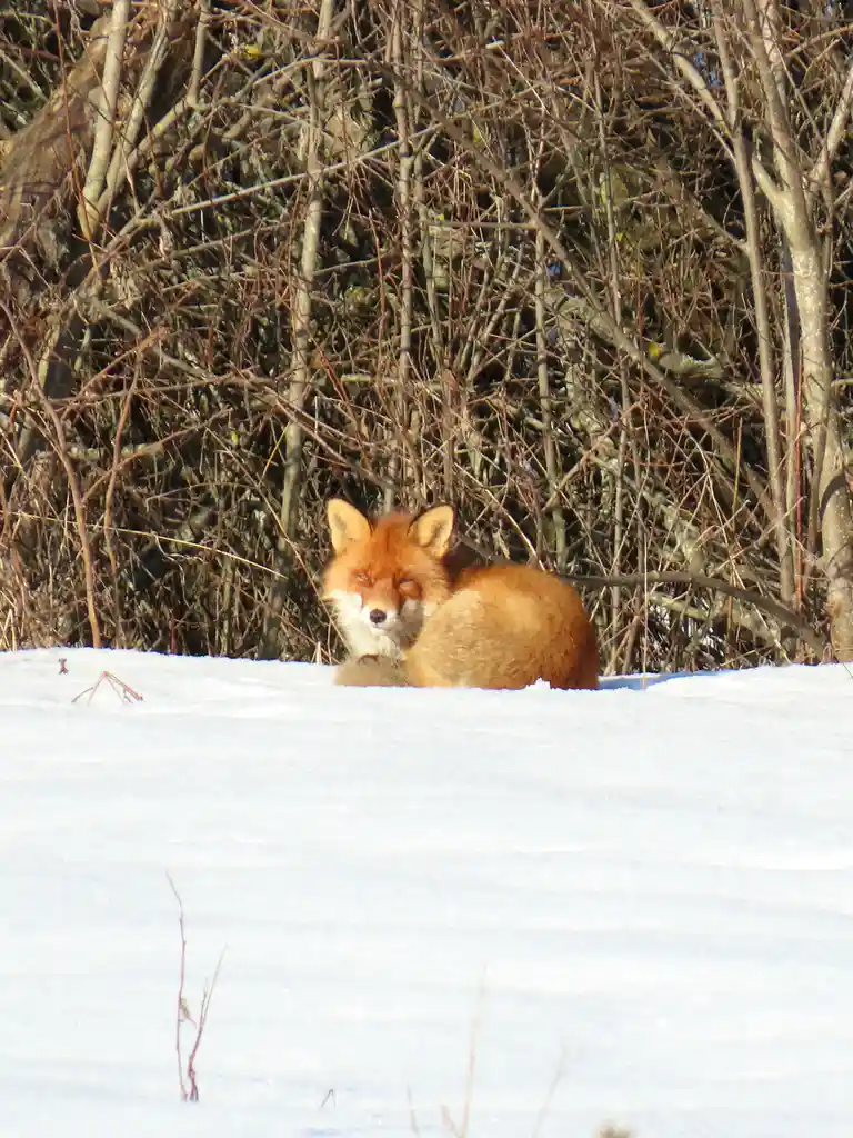 A red fox sits in a snowy field with bare bushes behind it, looking directly at the camera with a relaxed, sleepy…