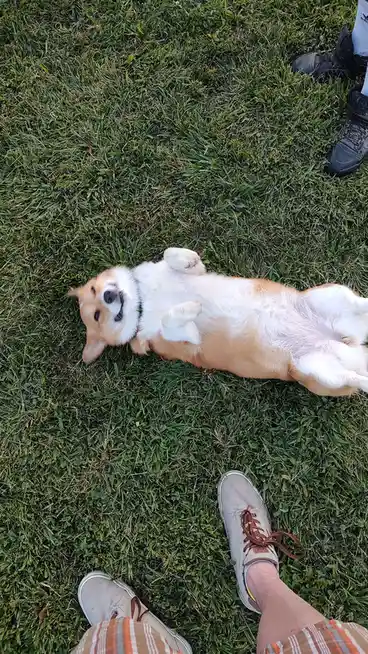 A corgi dog lies on its back on green grass, looking up with a happy, slightly goofy expression. Two people's feet in…