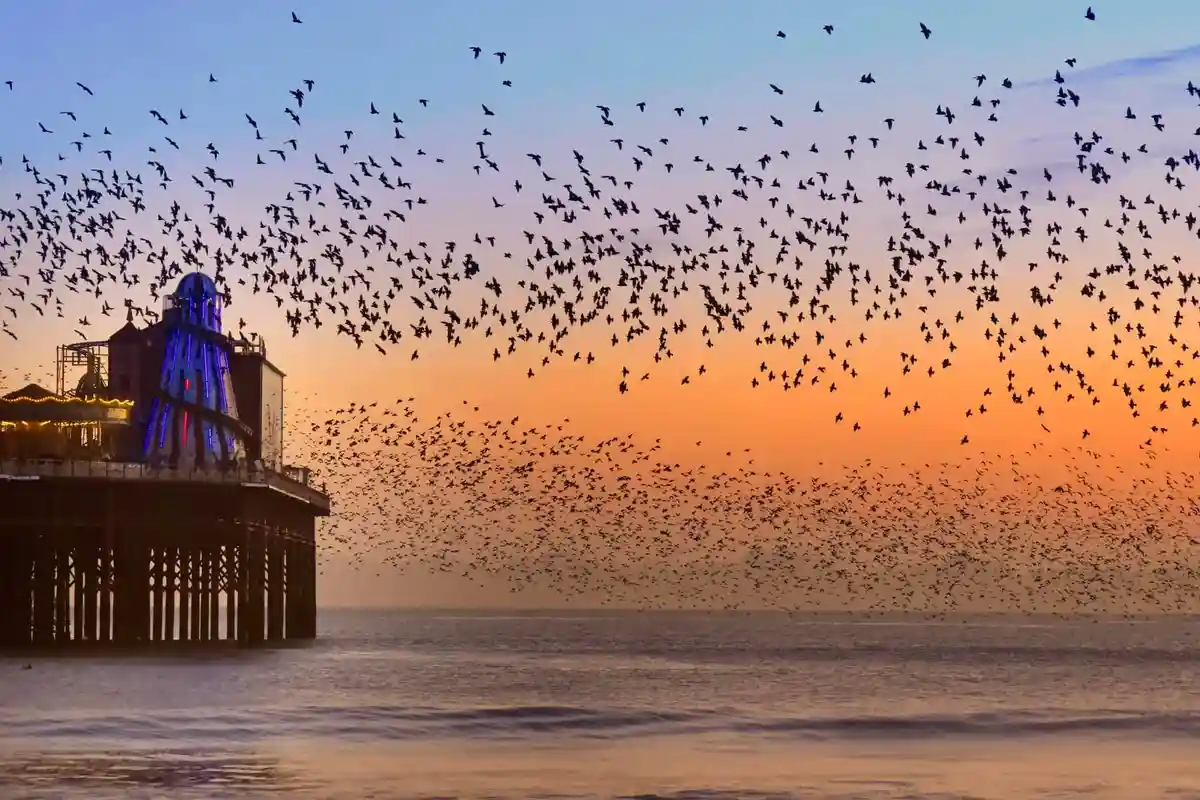 A scenic sunset photo shows a pier with a lit-up structure on the left, while thousands of birds fly in a dense flock across…