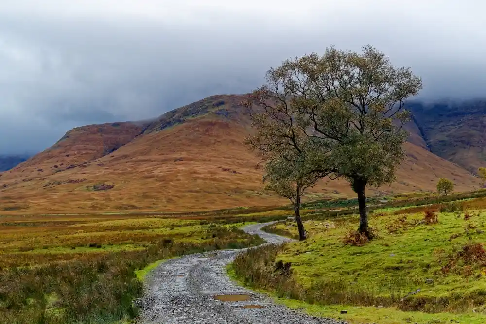 A winding gravel path curves through a misty, hilly landscape with autumnal grasses and a lone tree. The sky is overcast and…