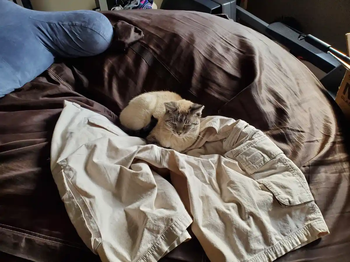 A light-colored cat with darker points is curled up and sleeping on a rumpled beige pair of shorts lying on a brown…