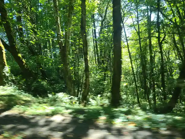 My Journey of Moving to Portland This Year