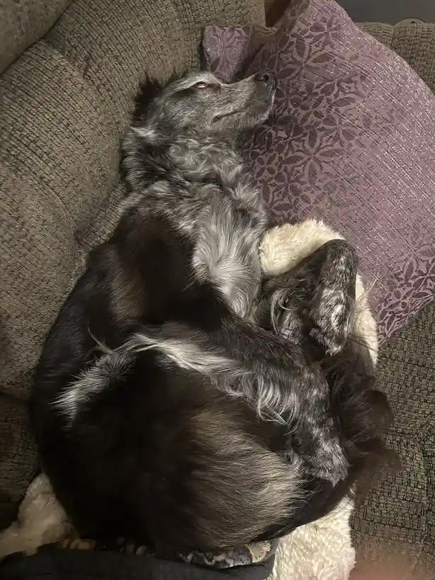 A black and grey dog with white markings is curled up sleeping on a couch, resting its head on a purple patterned pillow…