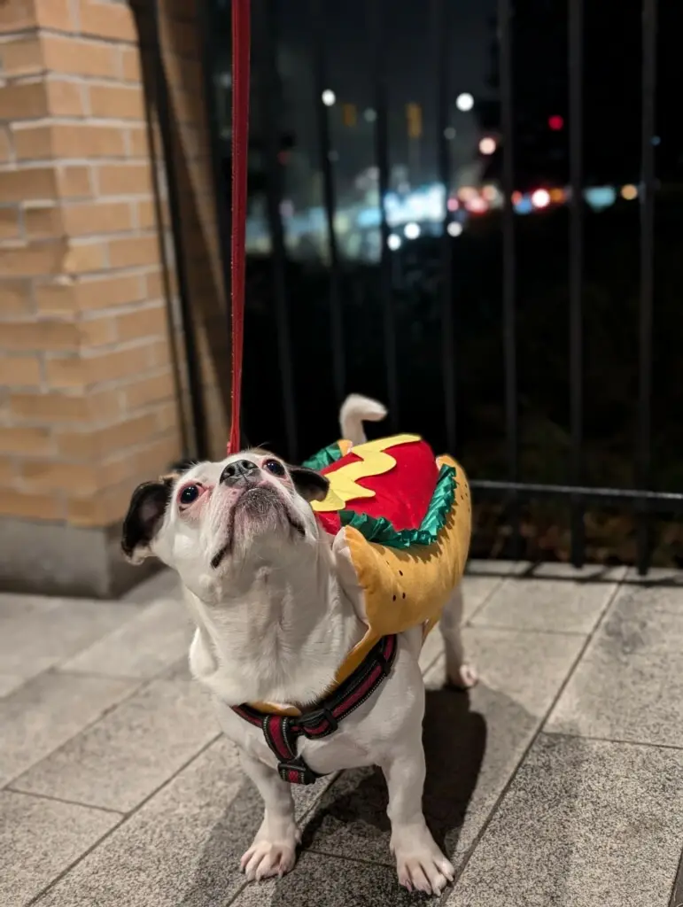 A white bulldog wearing a hot dog costume stands on a tiled sidewalk at night, looking upward with wide eyes as a red leash…