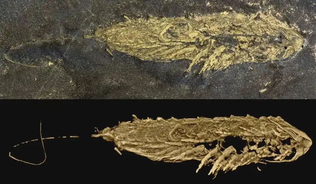the image displays two views of an ancient fish fossil: the top shows the fossil embedded in dark rock with a long, curved…