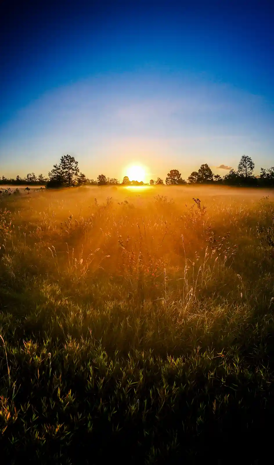 A serene sunrise over a misty field with tall grasses in the foreground and trees silhouetted on the horizon. The sun is low…