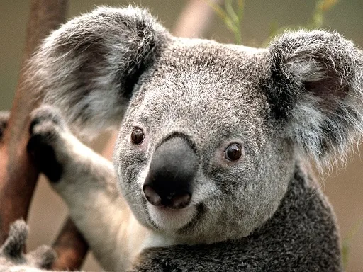 a close-up photo of a koala with large ears and a furry face, looking directly at the camera with one paw raised. The image…