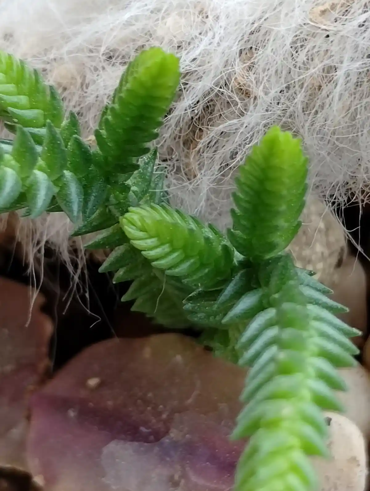 A close-up photo shows a green, succulent-like plant with tightly packed, scale-like leaves, growing against a background of…