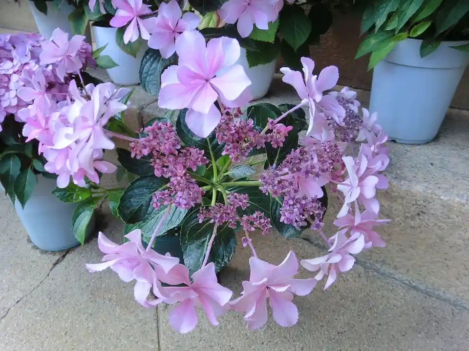A close-up photo of a potted hydrangea plant with large, light pink flowers and smaller purple florets, surrounded by dark…