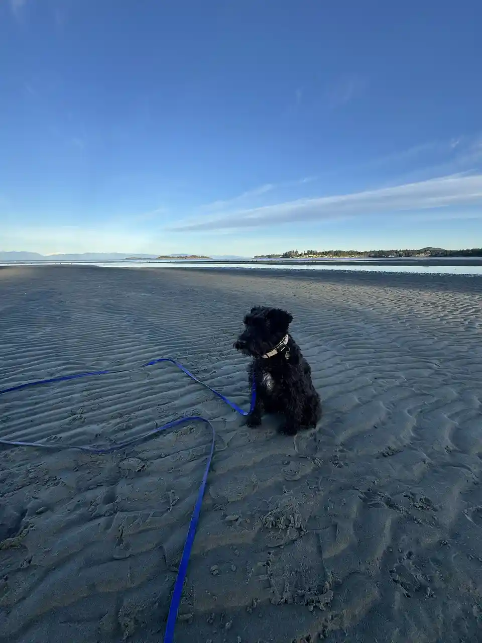 A small black dog with a light-colored collar sits on a wide, rippled sandy beach, looking away from the camera, with a long…