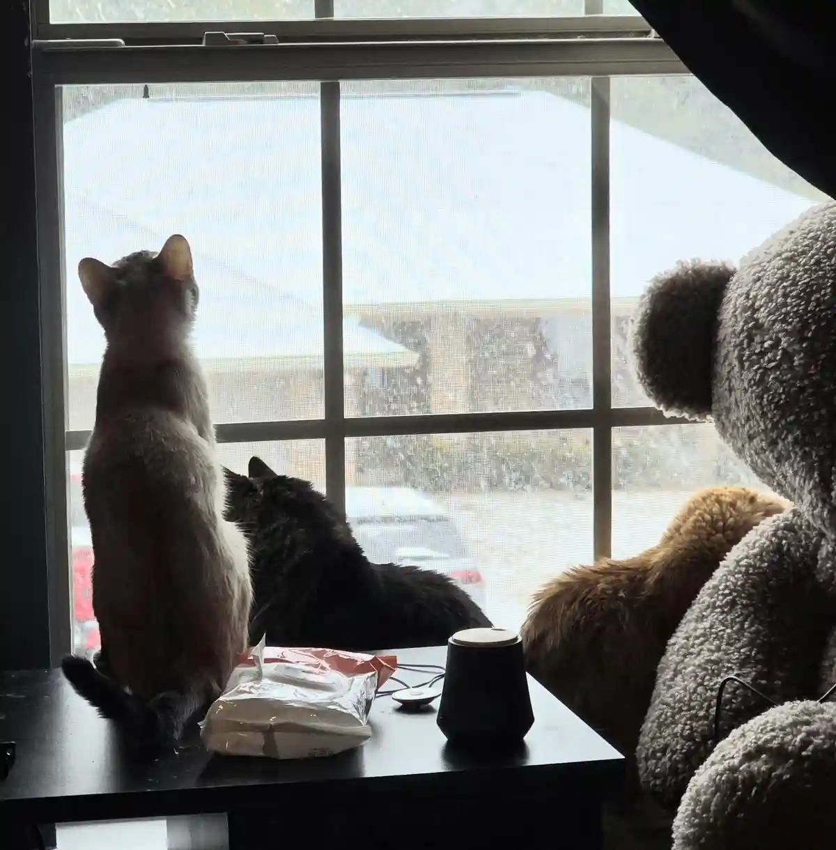 Two cats sit on a windowsill looking outside, with a large grey teddy bear partially visible to the right. On the…