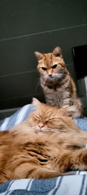 Just a Hilarious GIF That Made My Day!