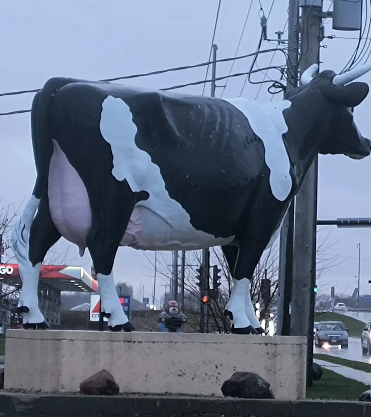 A large, black-and-white painted cow statue stands on a concrete pedestal at a roadside intersection, with cars and traffic…