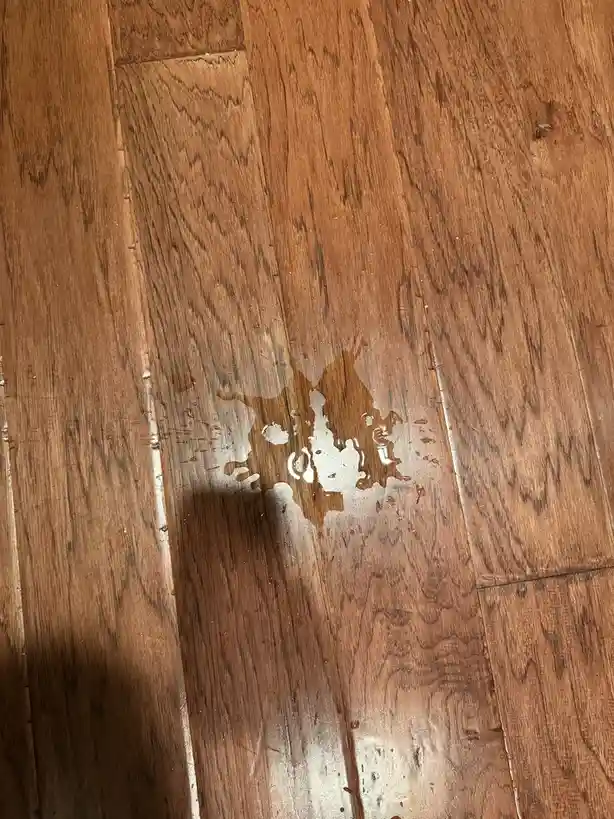 When a Water Spill Looks Like a Family Argument