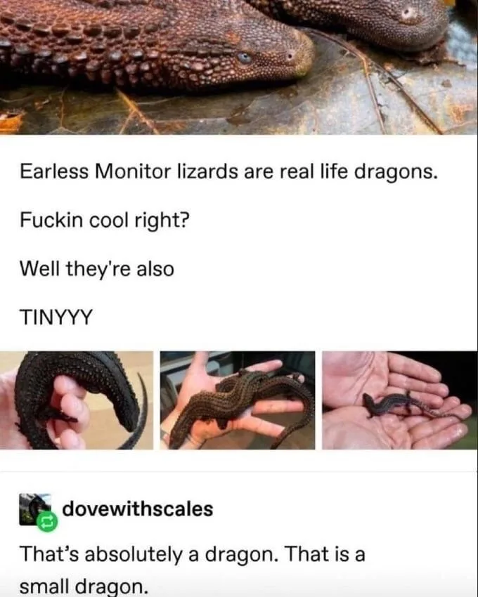 The image shows a large earless monitor lizard, then three smaller photos of the same lizard held in human hands to show its…