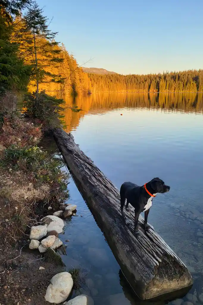 A black and white dog with an orange collar stands on a large, weathered log partially submerged in a calm lake. The…
