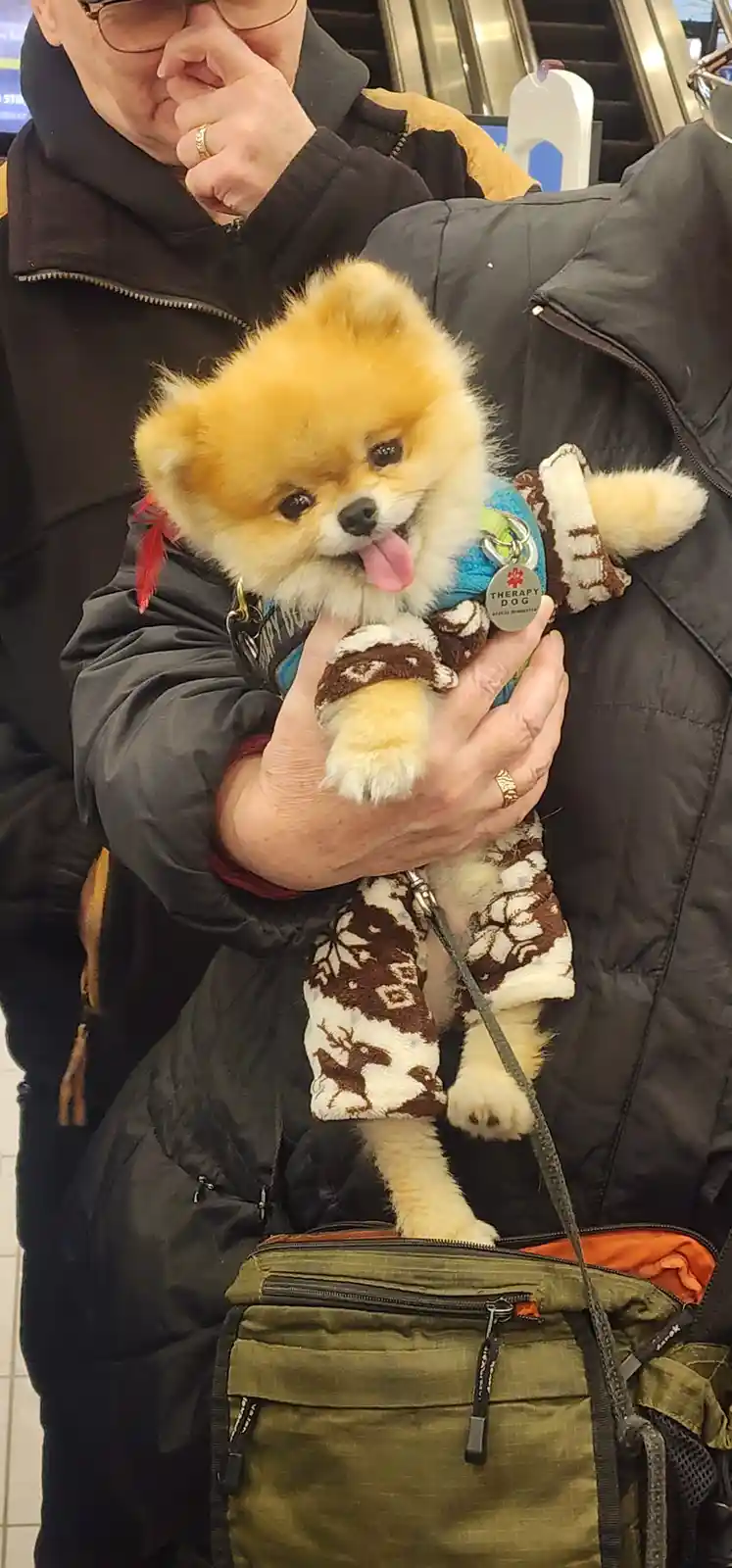 A person in a black jacket holds a small, fluffy Pomeranian dog wearing a patterned sweater and a blue harness with a…