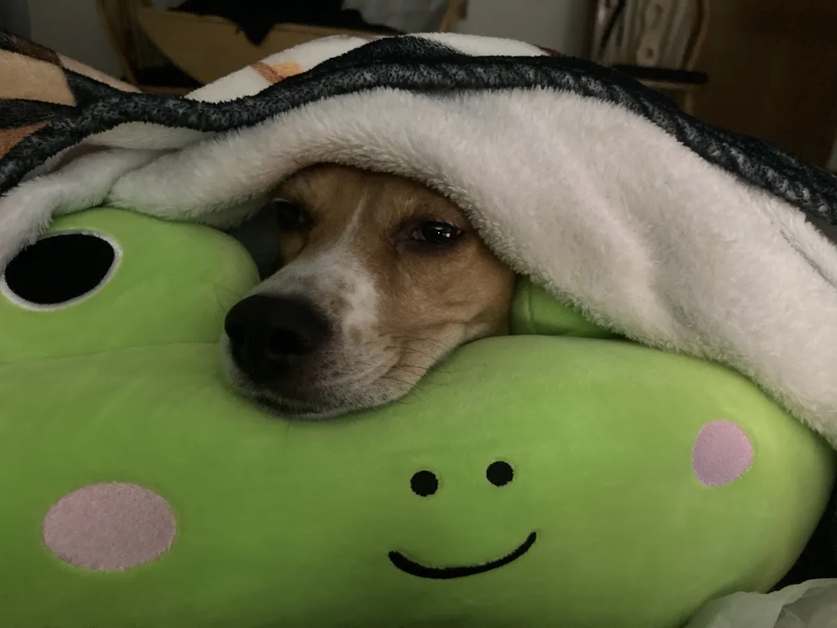 a beagle dog with a sad, tired expression peeks out from under a white and black fuzzy blanket, resting its head on a green…