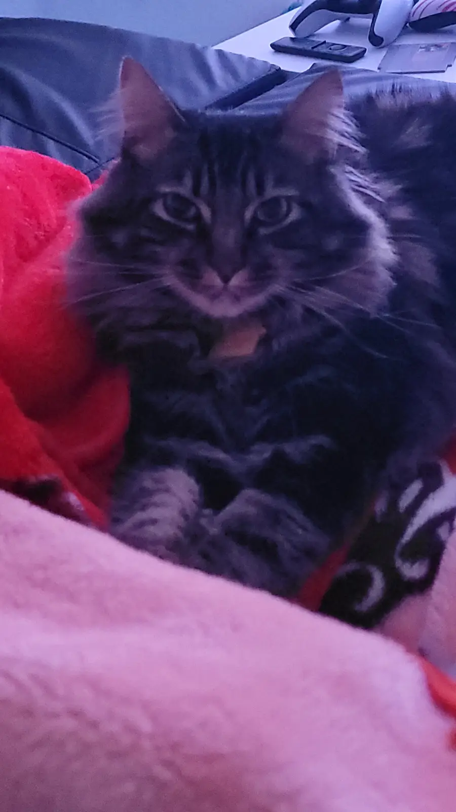 A long-haired tabby cat with dark fur and light markings sits calmly on a couch, surrounded by colorful blankets. The cat…