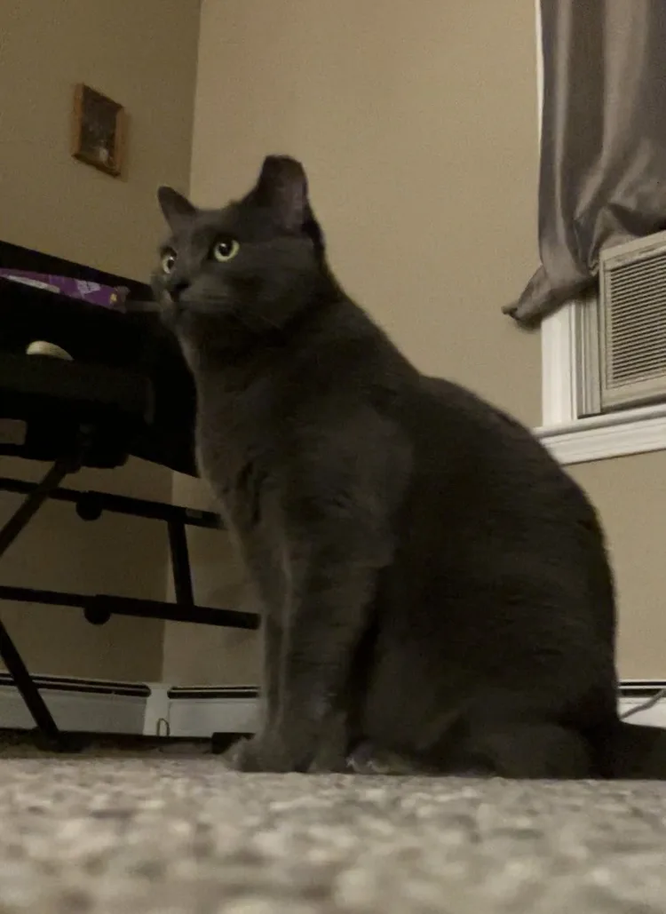 A dark gray cat sits upright on a carpeted floor, looking off to the side with wide, alert eyes. Behind it, a black keyboard…