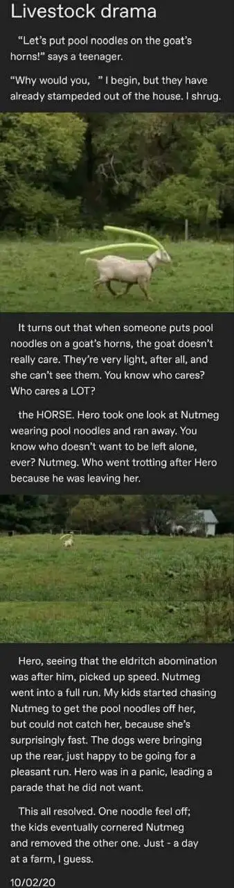 A meme depicting a goat with two green pool noodles stuck on its horns, running across a grassy field. The text narrates a…