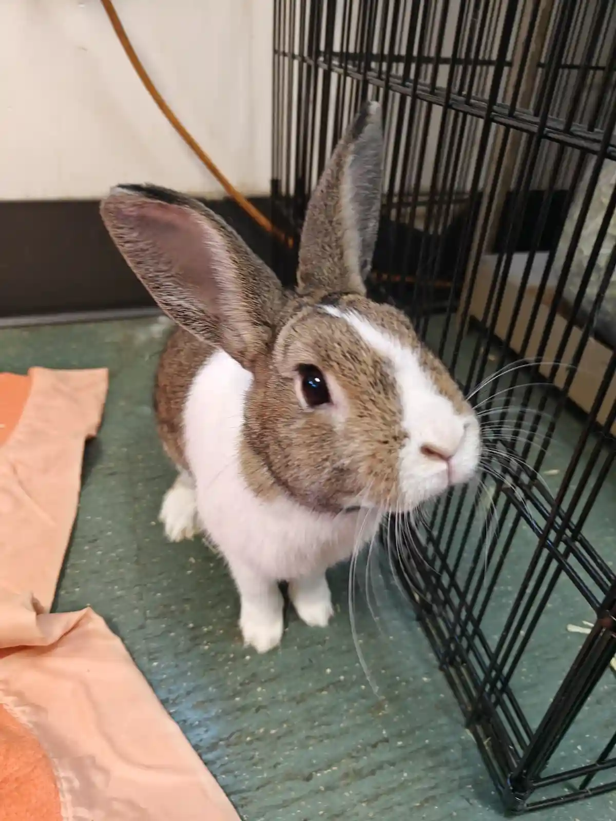 A brown and white rabbit with large ears stands near a black wire cage on a green floor, looking slightly to the side. The…