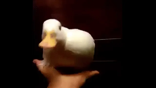 A white plush duck is held in a hand and rotated to show its back, then its front, then its back again, before the image…