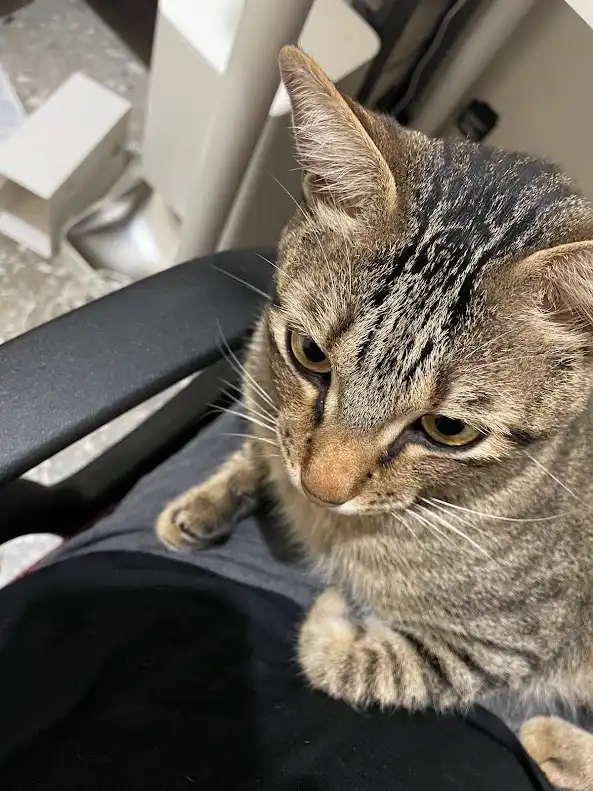A close-up photo of a tabby cat with a grumpy, unimpressed expression, sitting on someone's lap or a chair. The cat's eyes…