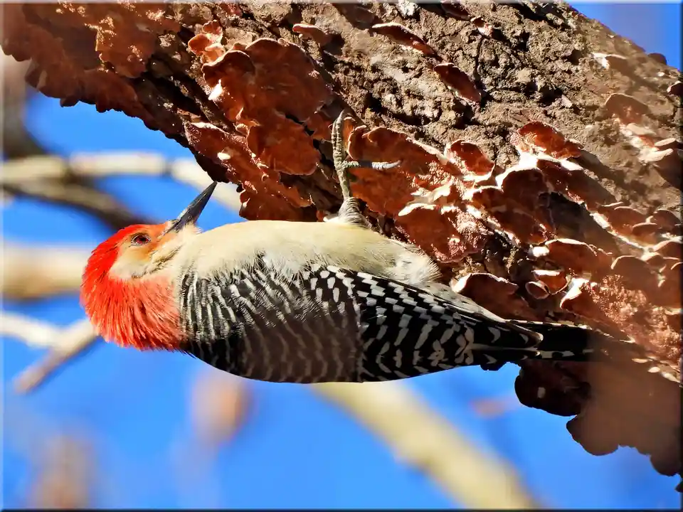 A red-headed woodpecker is clinging to the side of a tree trunk covered in orange shelf fungi, looking upward. The bird has…
