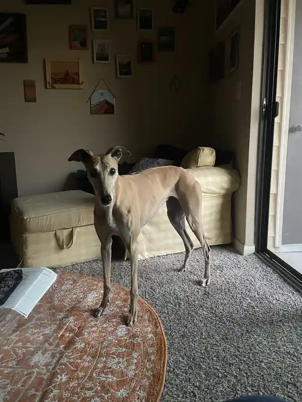 A slender, light-brown greyhound stands upright on a patterned rug in a living room, looking directly at the camera with a…