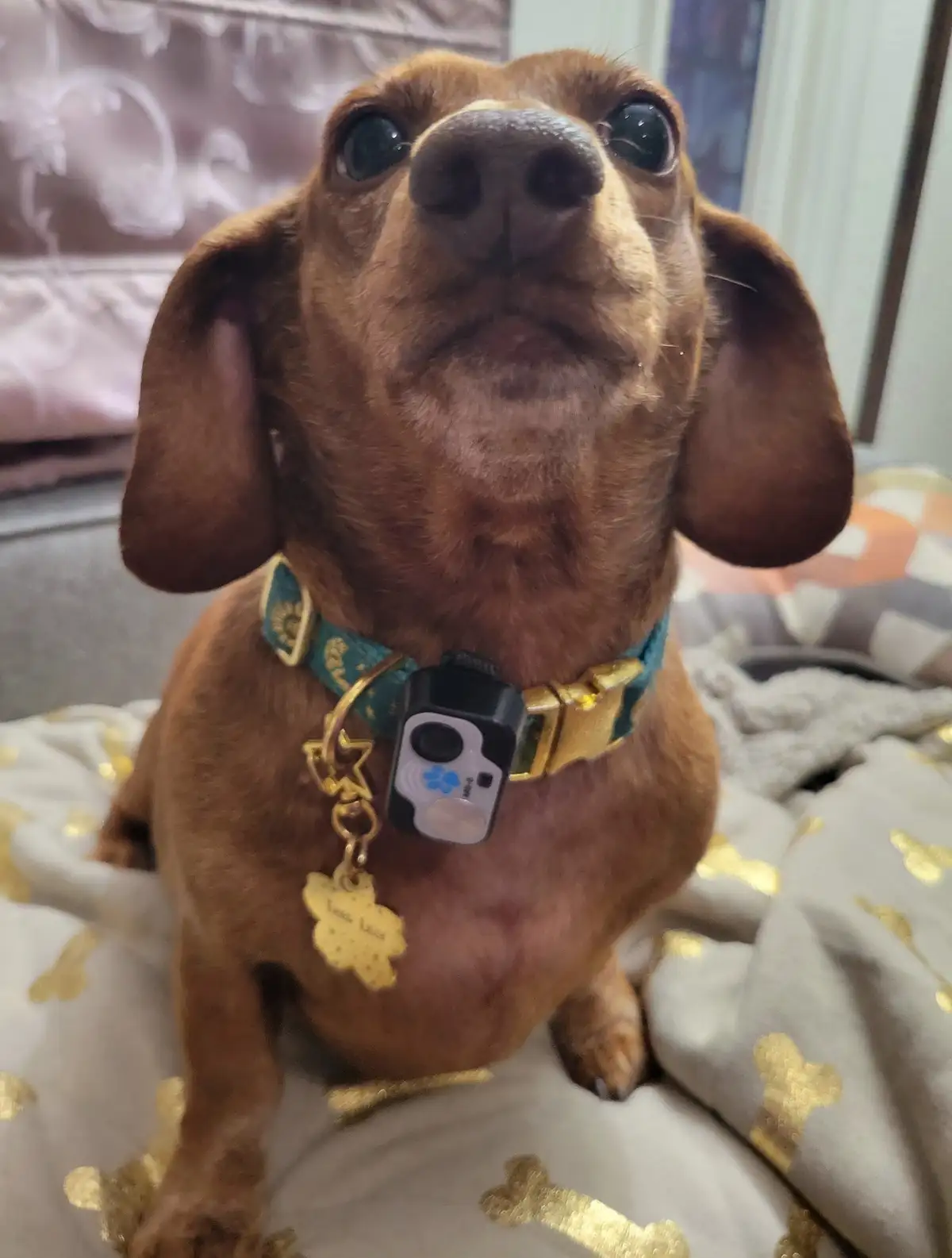 A close-up of a brown dachshund looking upward with large, expressive eyes, sitting on a blanket with gold bone patterns…