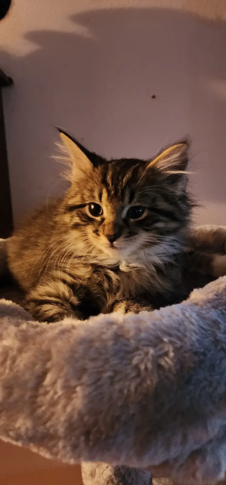 A fluffy tabby kitten with wide, expressive eyes sits in a soft, plush cat bed, looking directly at the camera with a…