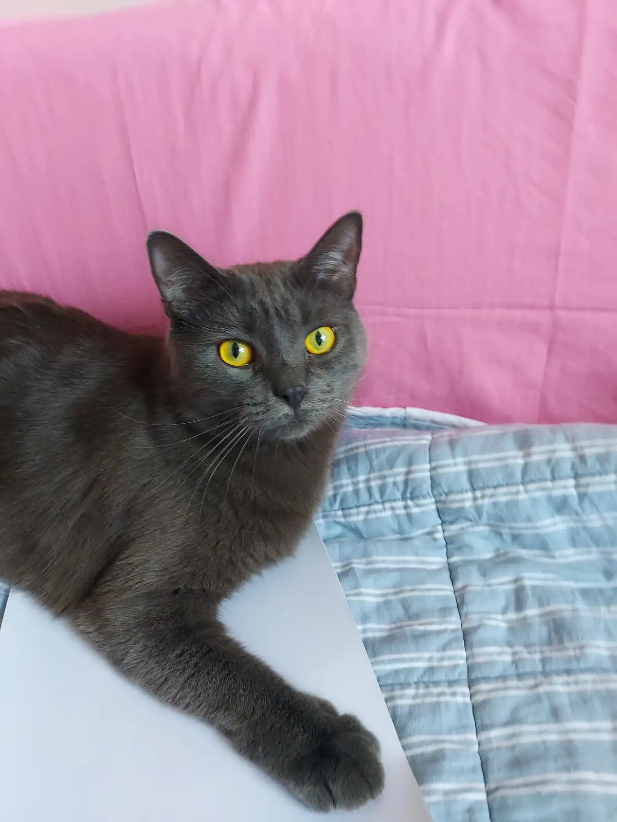 A gray cat with bright yellow eyes lies on a white surface next to a blue and white striped blanket, against a pink…
