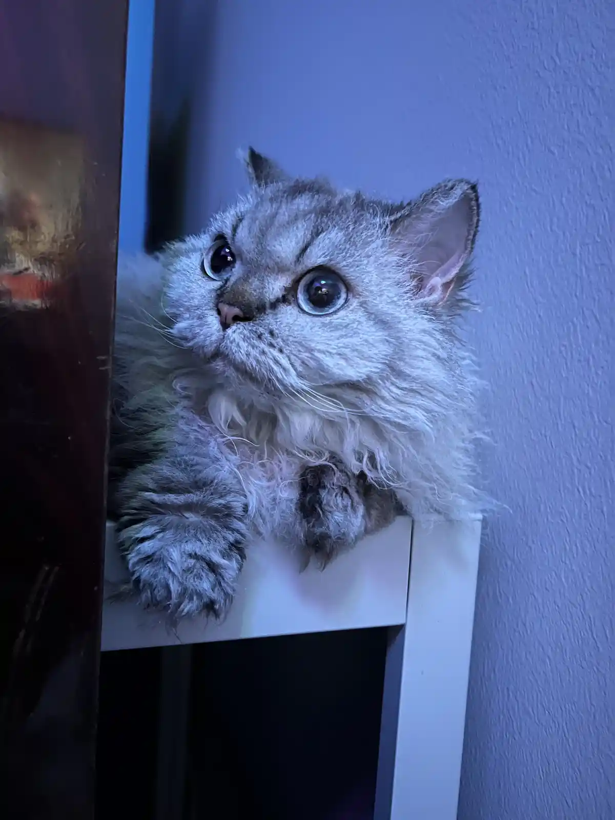 A fluffy silver tabby cat with wide, startled eyes peers over the edge of a white shelf, its paws dangling down, looking…