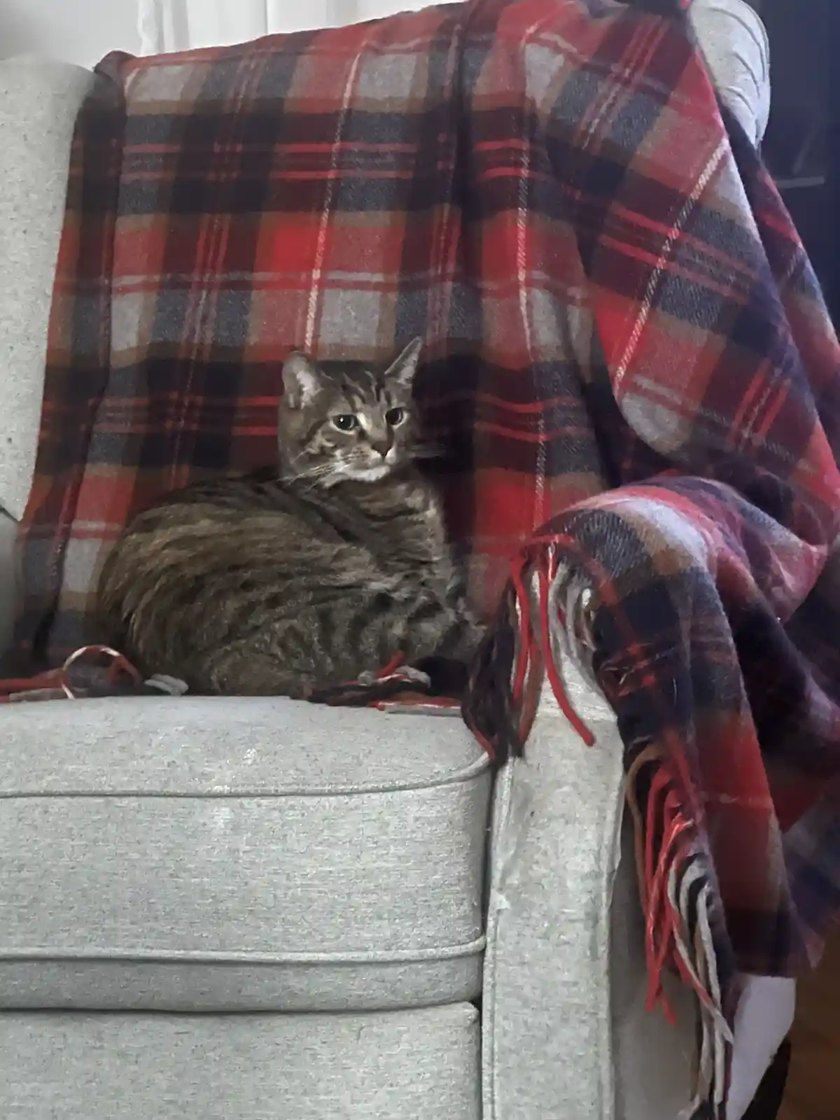 A tabby cat sits curled up on a gray couch, partially covered by a red, black, and white plaid blanket with fringed edges…