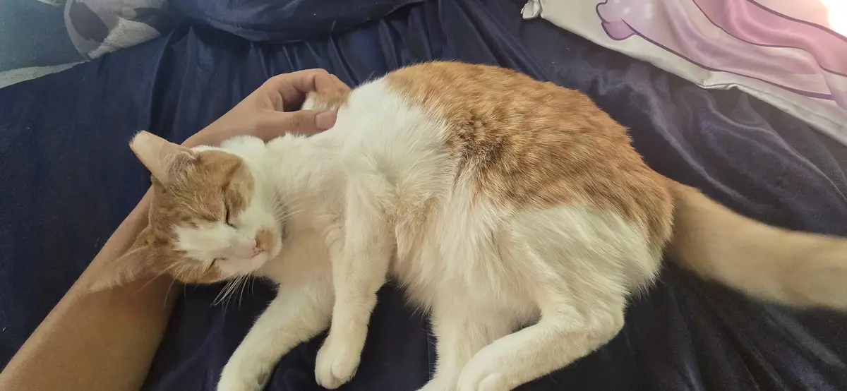 A ginger and white cat is curled up and sleeping soundly on a dark blue bedspread while a person's hand gently pets its…