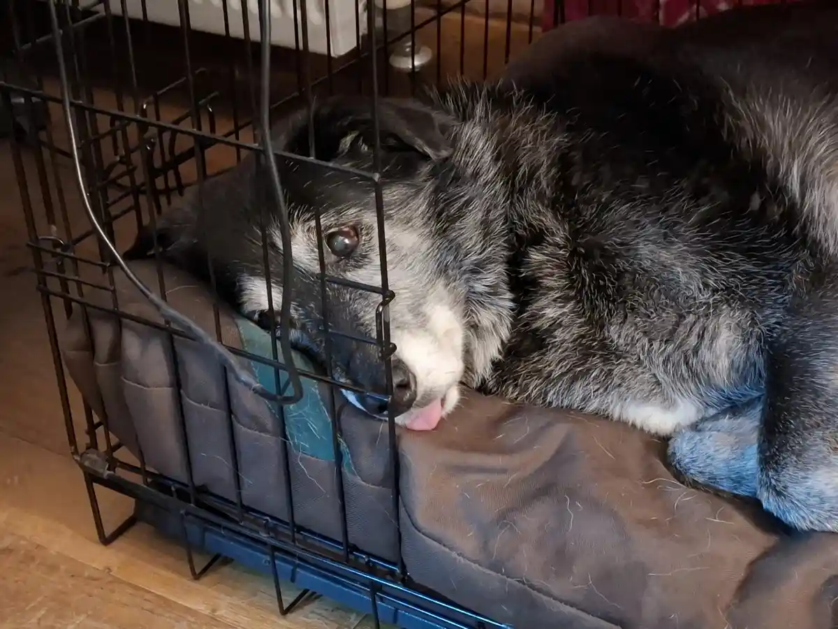 A senior-looking dog with gray and black fur lies inside a black metal crate on a brown cushion, its tongue slightly out and…